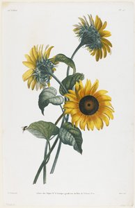 Étude de tournesols, 1805